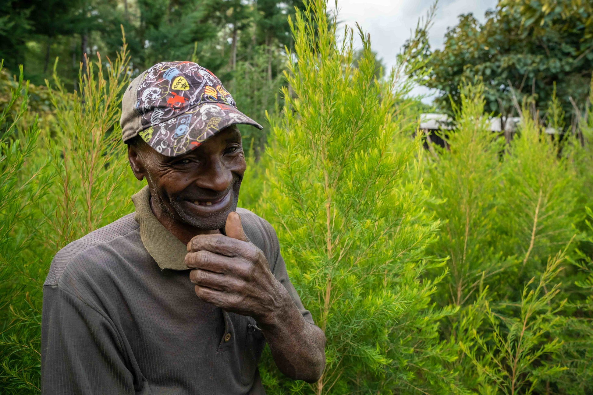 3X Impact Tea Tree, Kenya 8