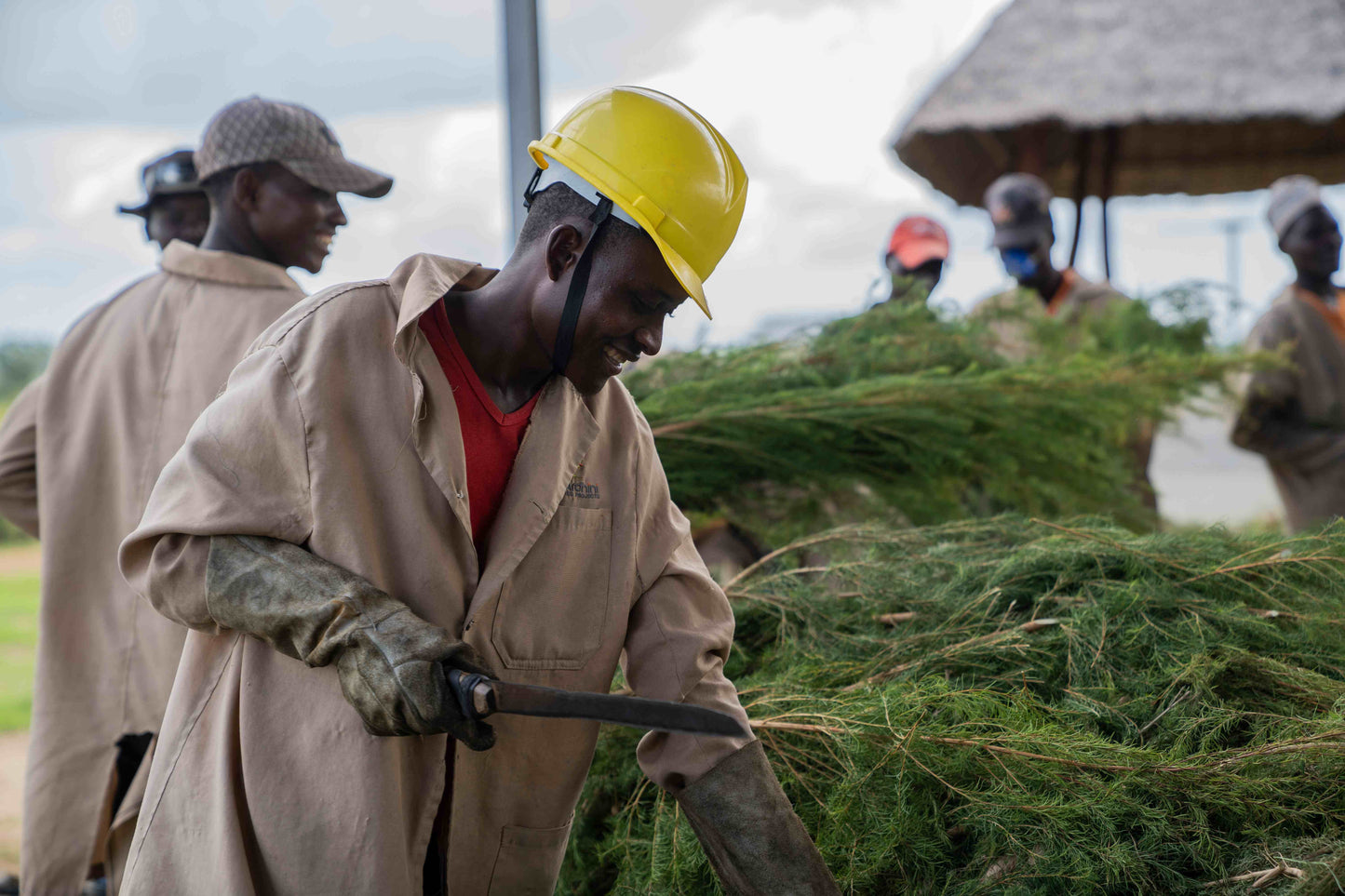 Doterra Teafa (Tea tree) illóolaj 15 ml