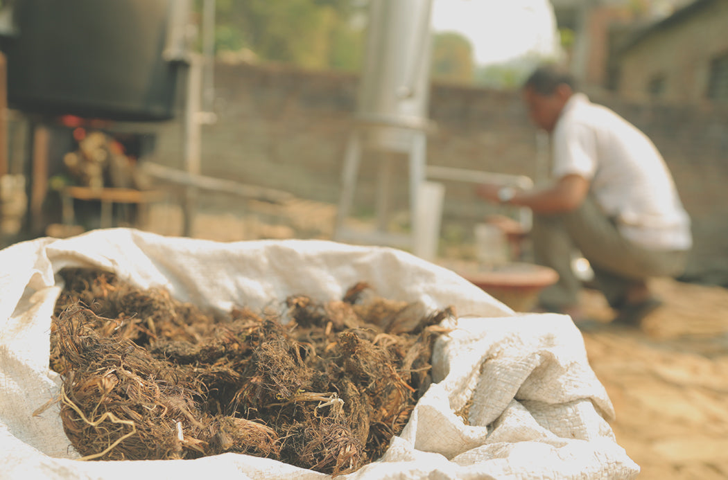 Soterra Indiai nárdus illóolaj - spikenard 5ml